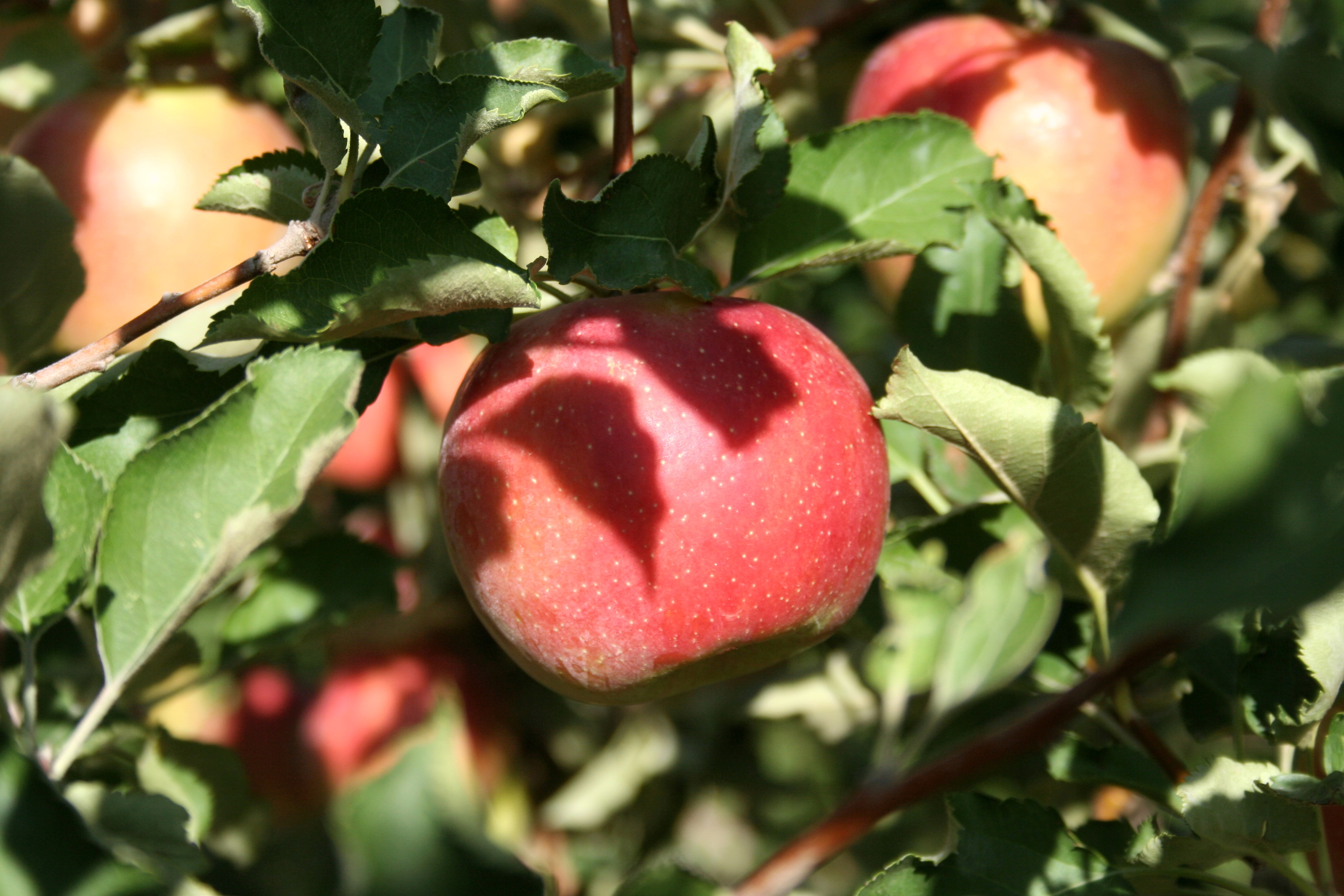 tasty apples. so good right off the tree. photo