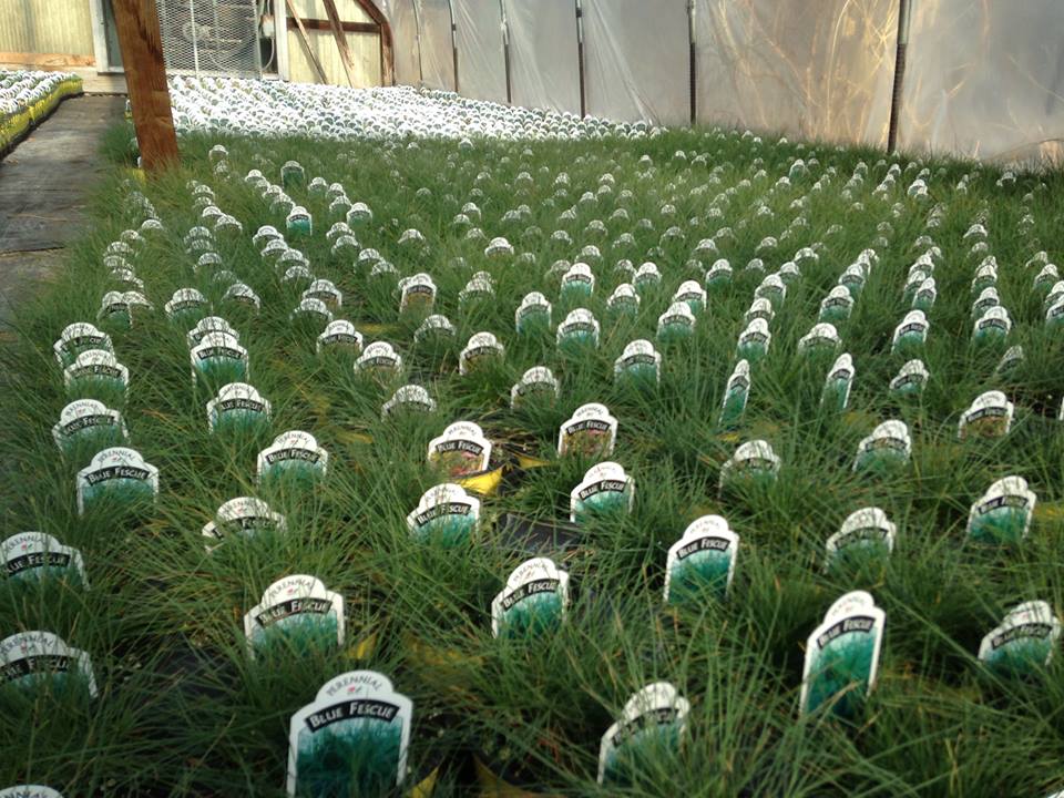 hilltop gardening photo