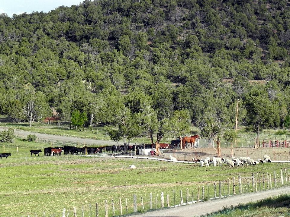 grassroots meats photo