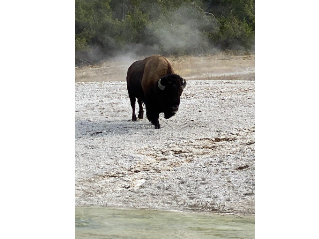 buffalo at yellowstone photo