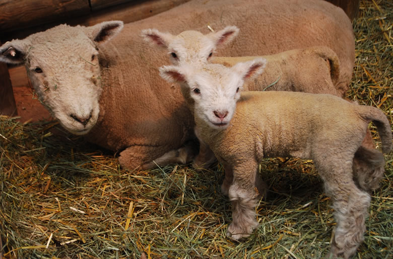 babydoll ewe and newborn lambs photo