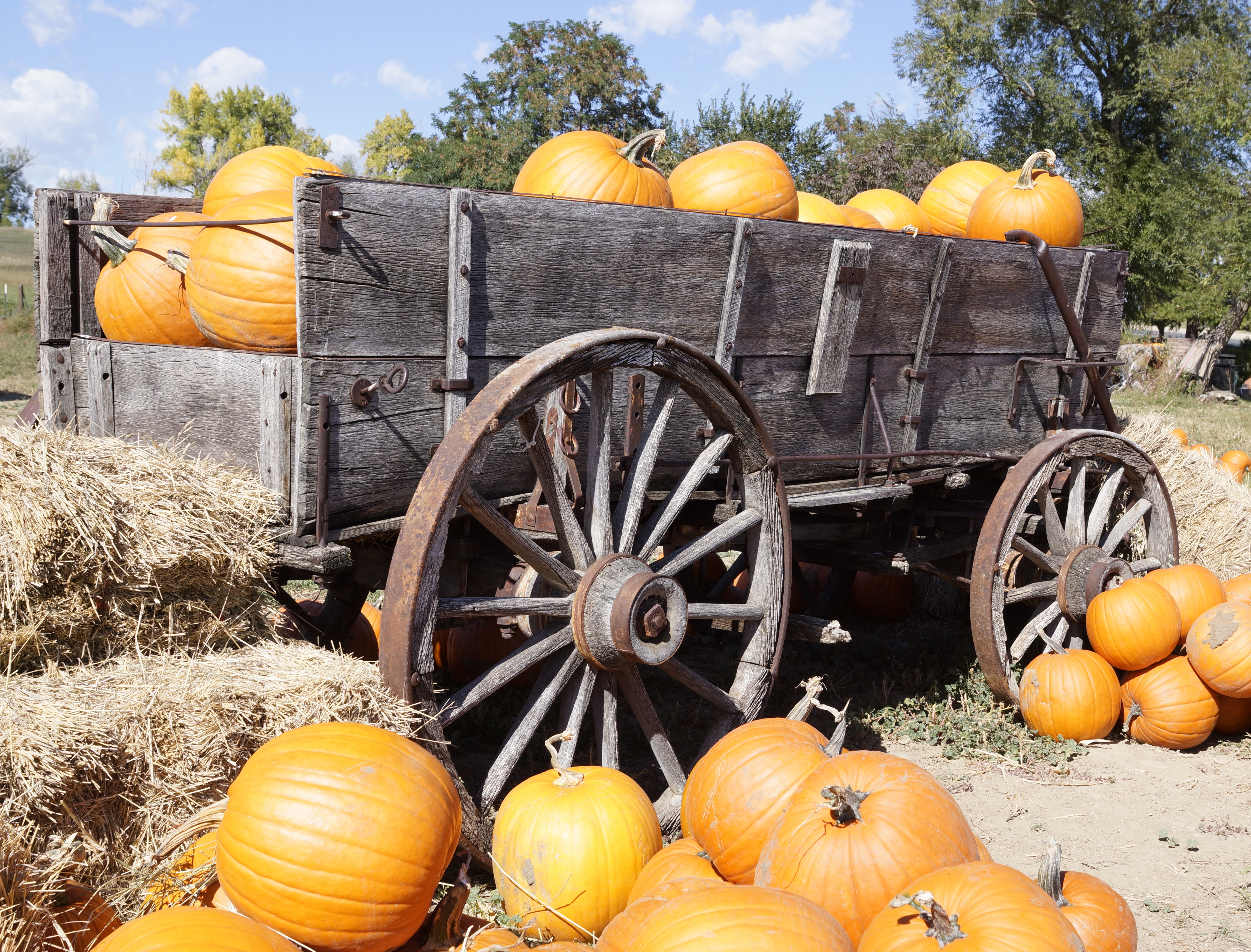 rocky mountain pumpkin ranch photo