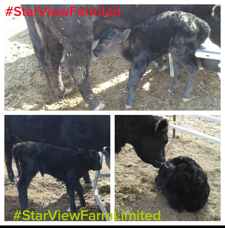 first heifer of the year and ever :) photo