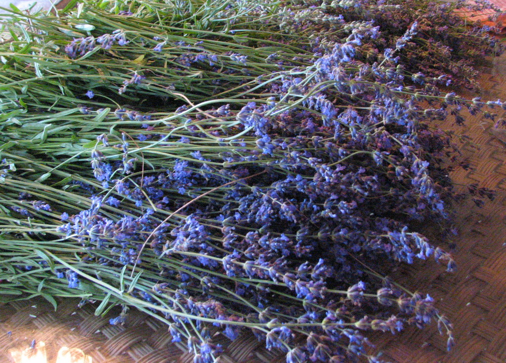 fresh cut lavender photo