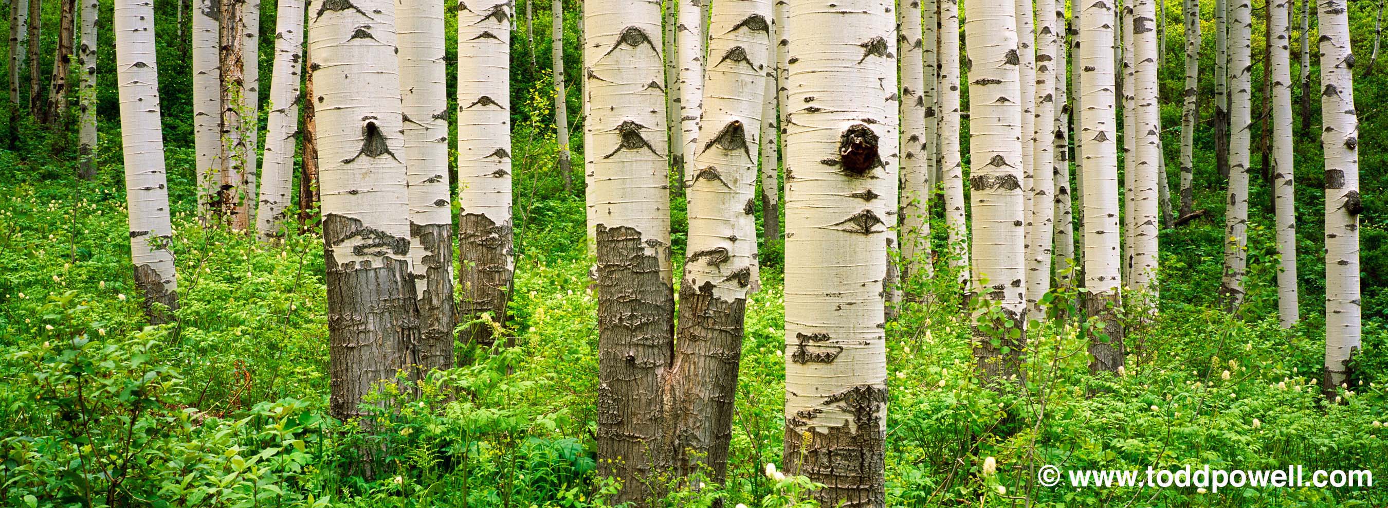 springtime aspen grove, mcclure pass, colorado photo