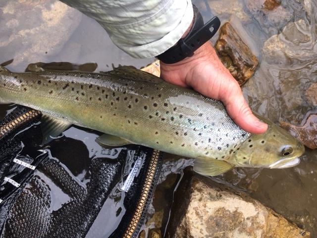 fly-fishing in pagosa springs photo