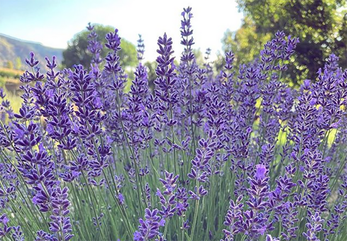 lamborn mountain farmstead in paonia photo
