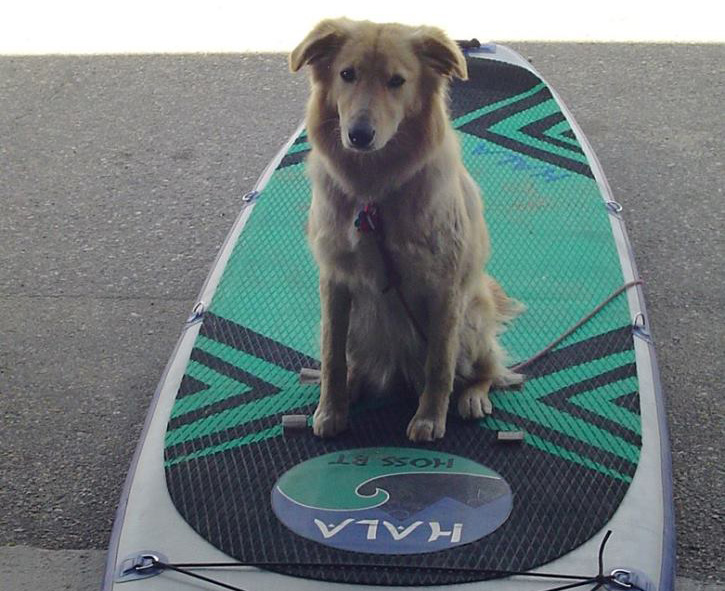 sammy, icebox's sup expert photo