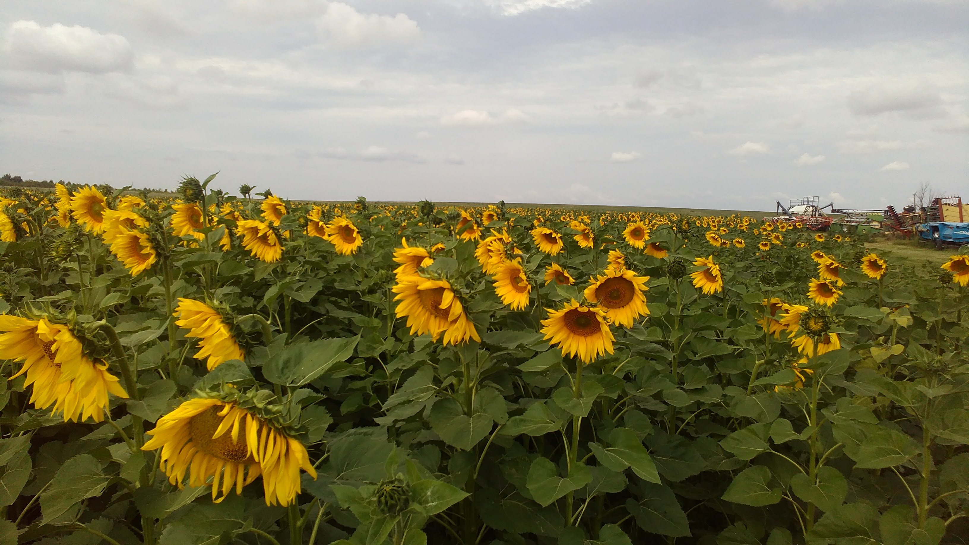 sunflowers in bloom photo