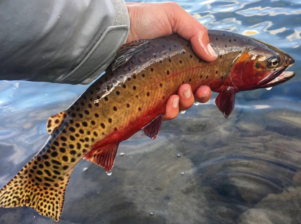 breckenridge outfitters fishing guides and fly shop photo