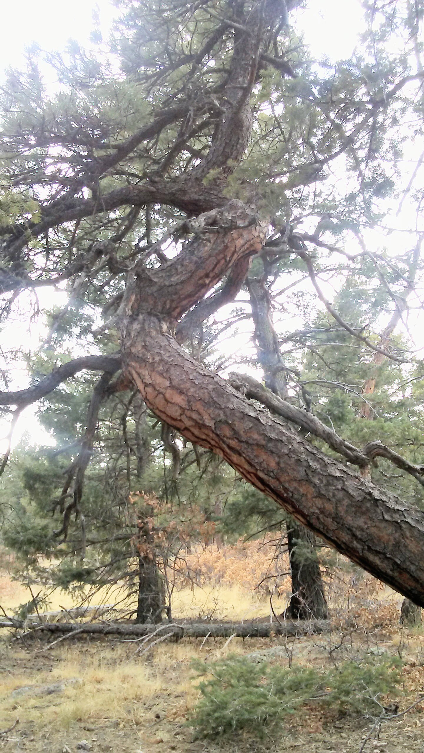 enjoy forest immersion and view culturally modified trees in the pikes peak region and surrounds;. photo