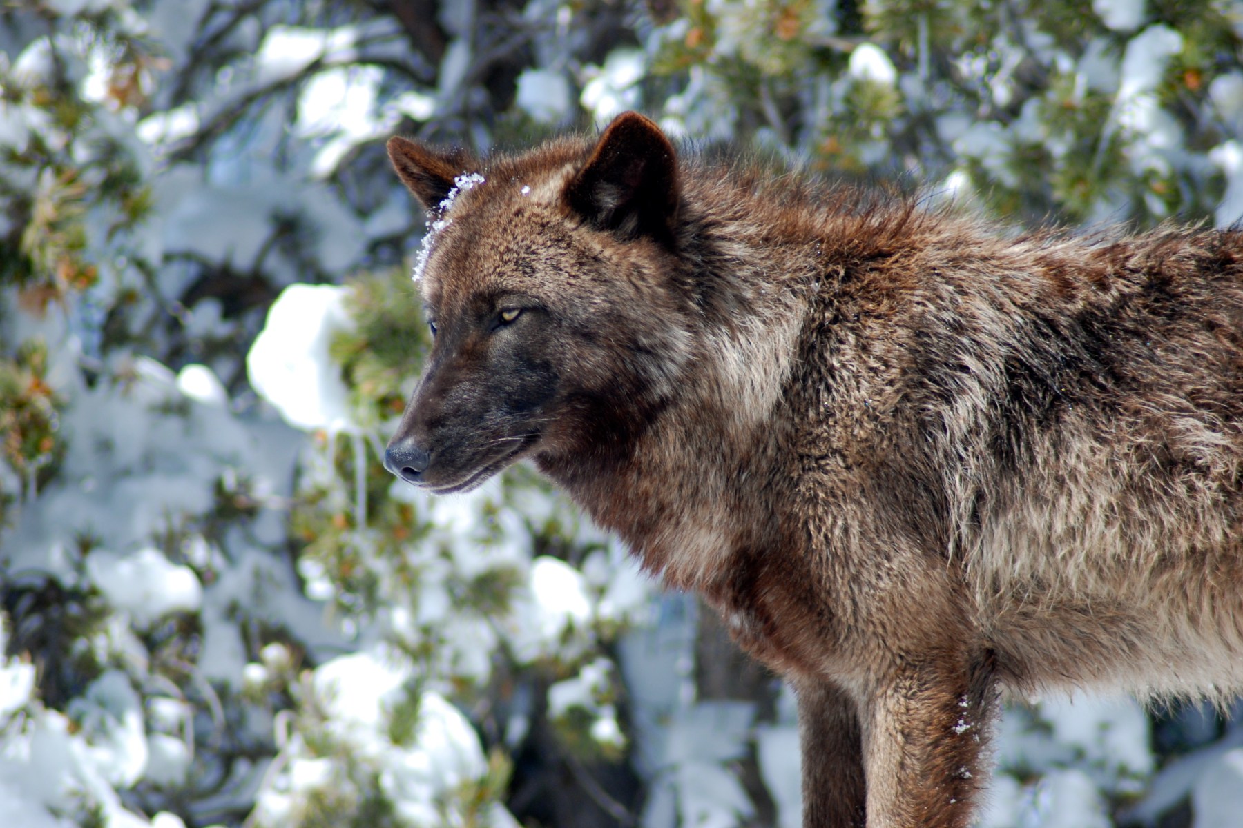mission: wolf in westcliffe photo
