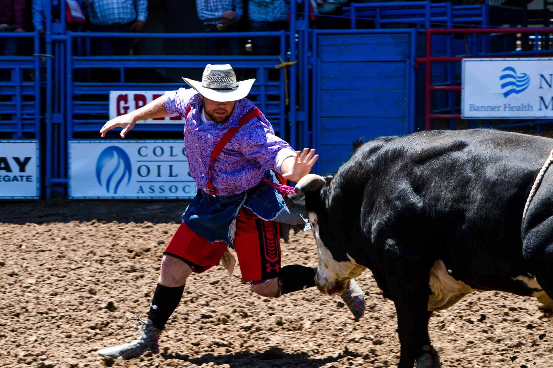 american bull fighting photo