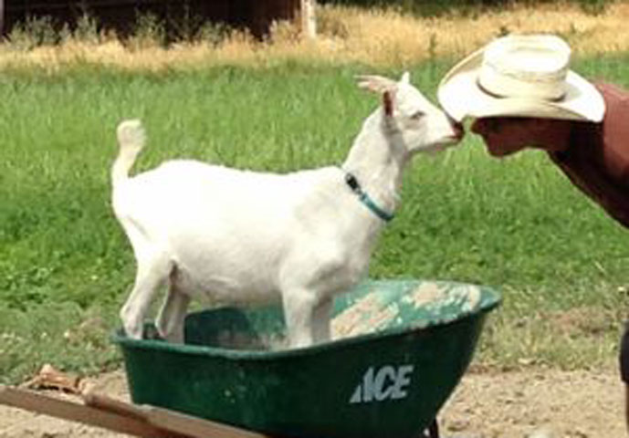 western culture farmstead & creamery photo