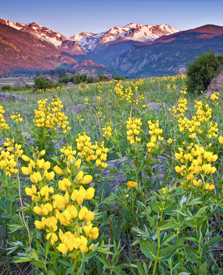 yellow wood guiding photo