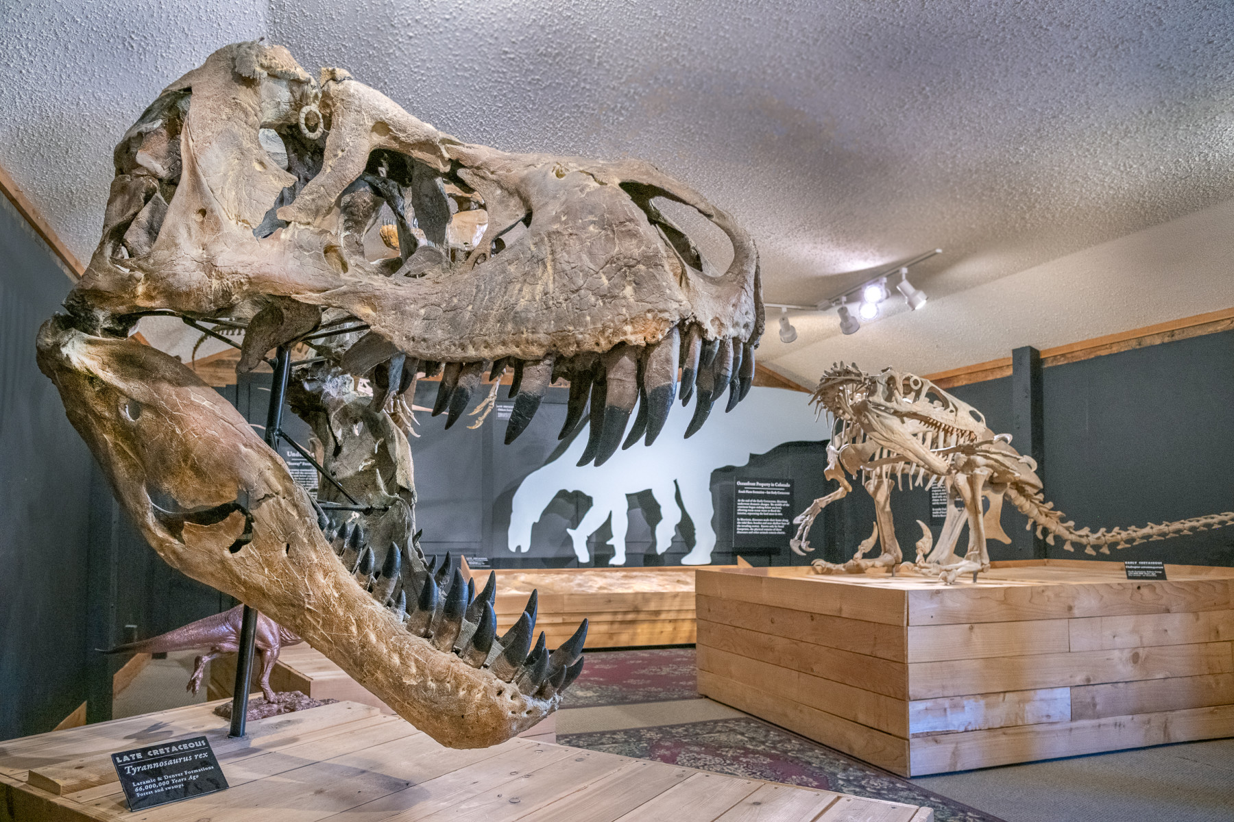 cretaceous colorado room at morrison museum. photo 8