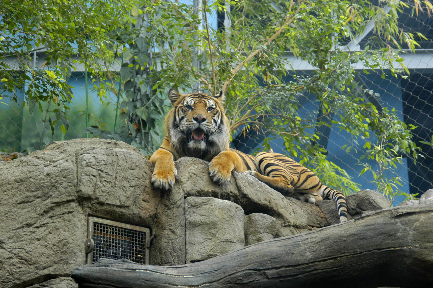 tigers at the downtown aquarium in denver photo 5