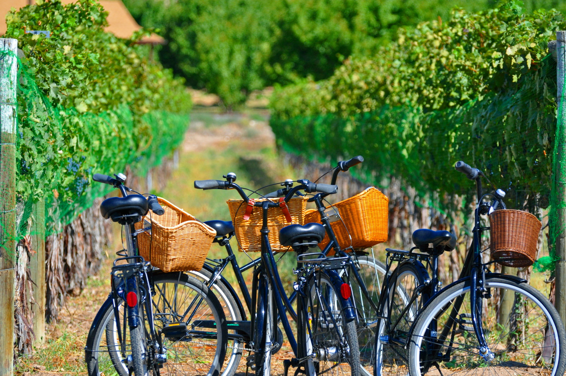 colorado winery tours - fruit & wine byway photo