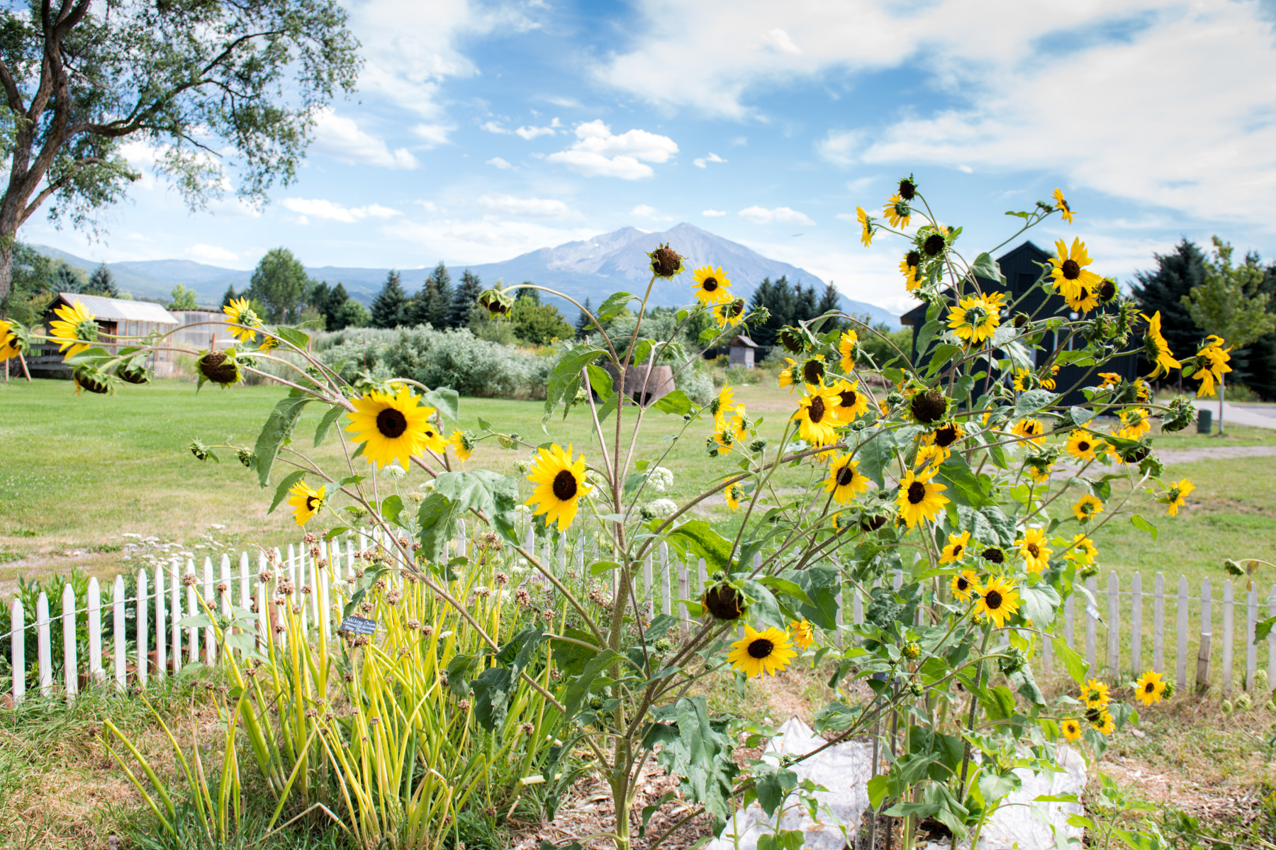 mt. sopris, carbondale, summer. photo