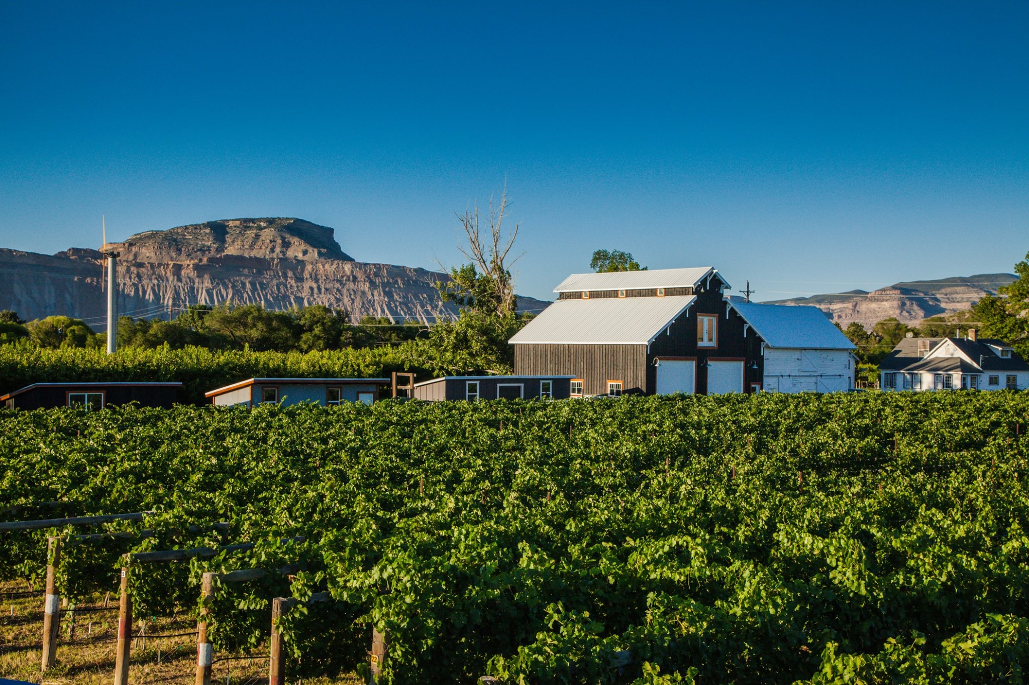 restoration vineyard photo