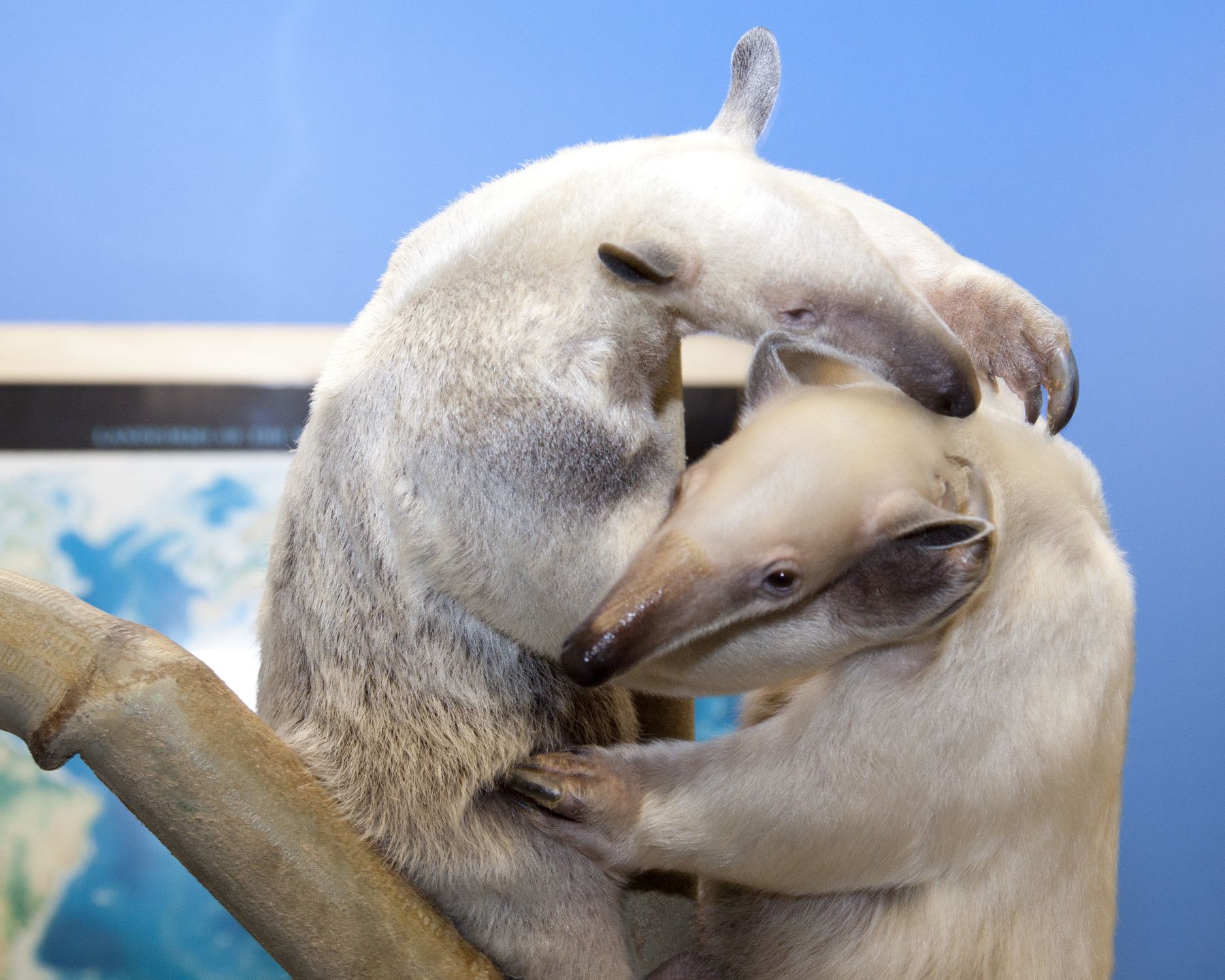 tamandua photo 5