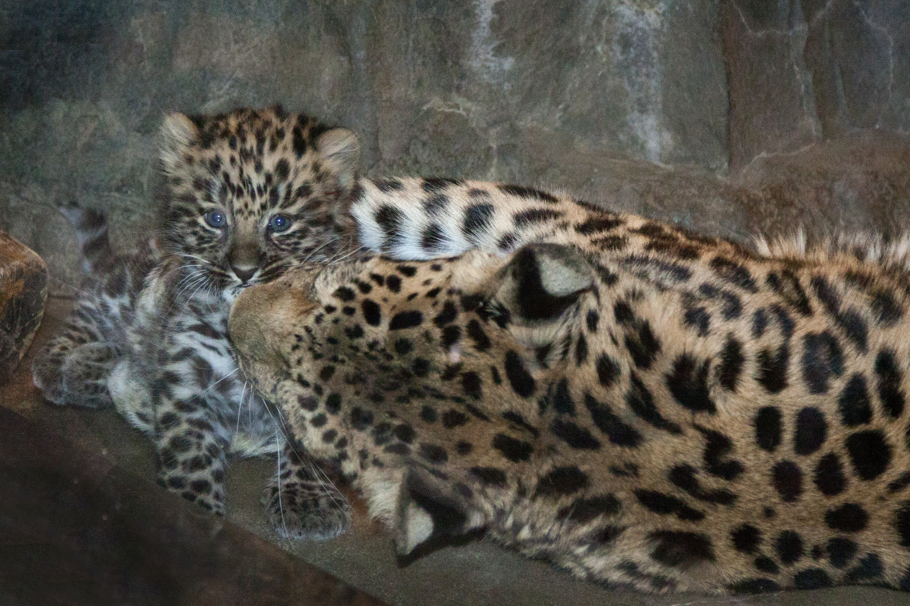 amur leopard, cub and mom photo 7