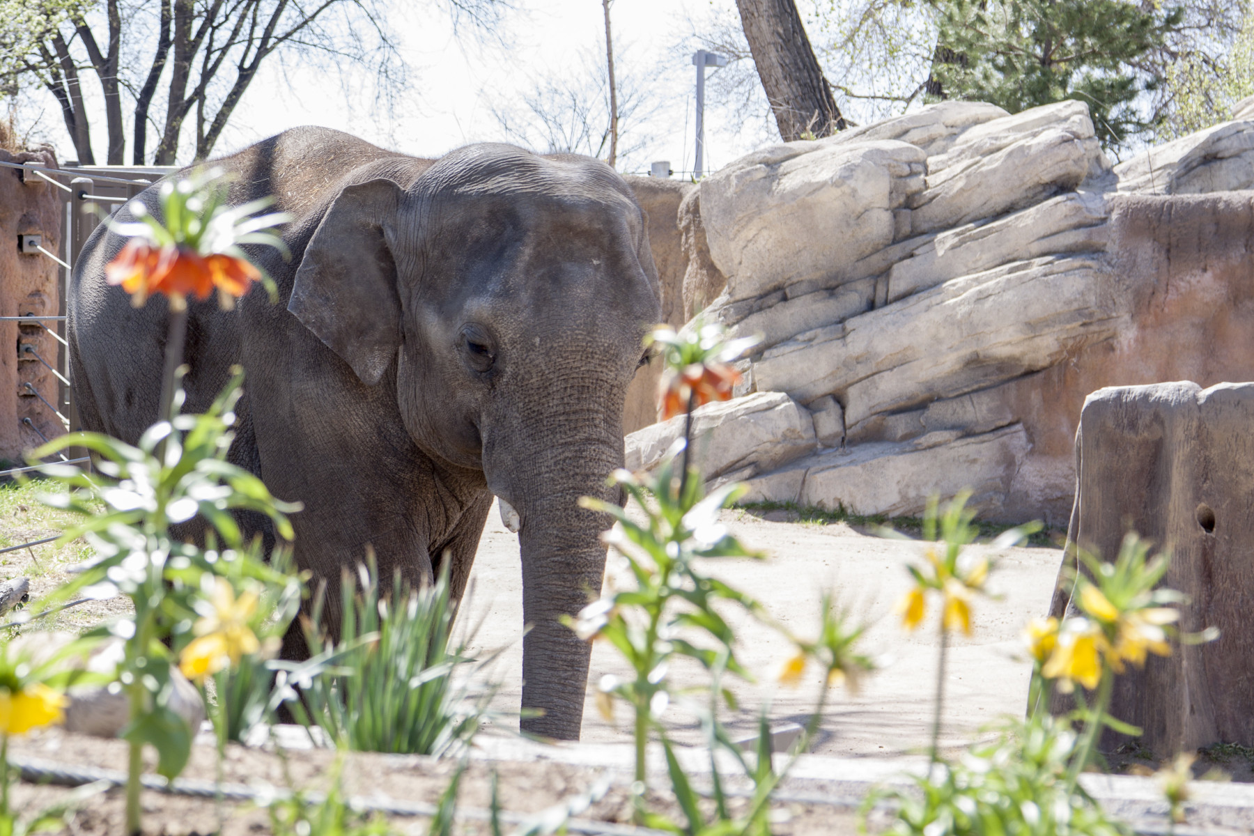 asian elephant photo 12