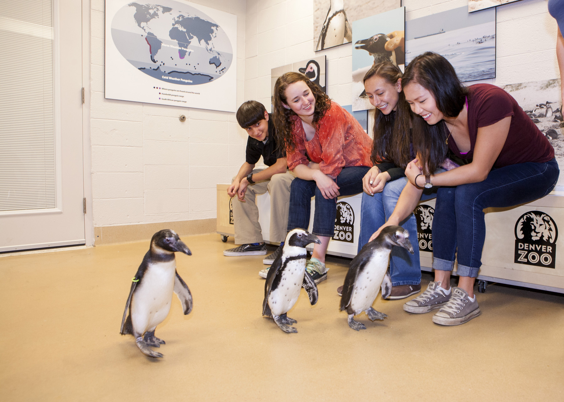 animal adventure: penguin encounter photo 17