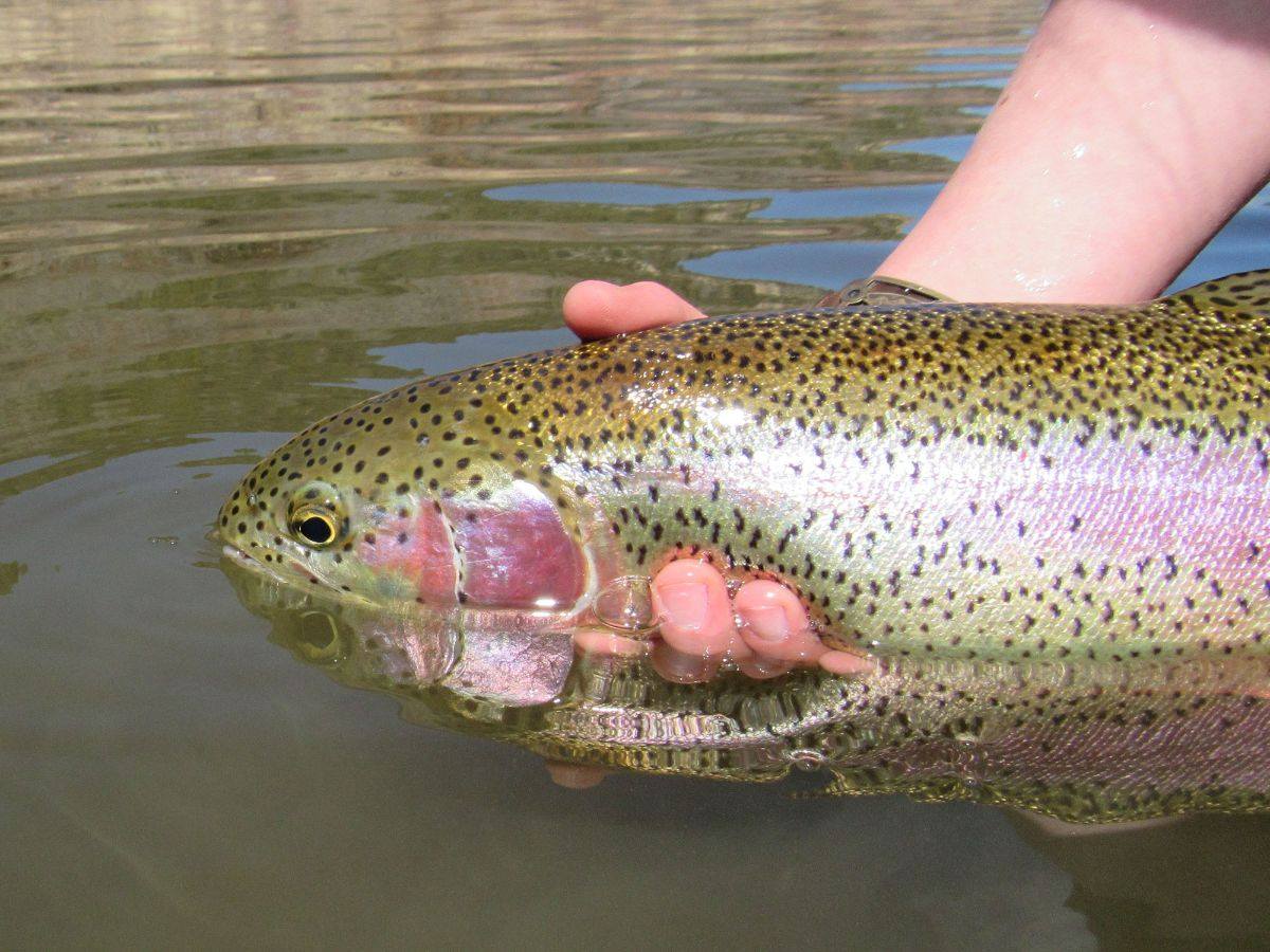 telluride angler photo