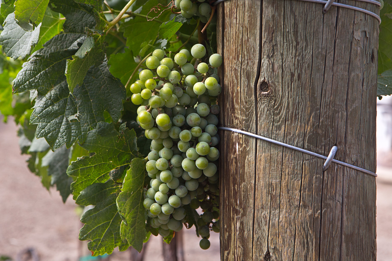 sauvignon blanc grapes are crushed for our ten acre farm white blend or as a varietal selection. photo 12
