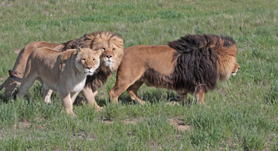 rescued african lion pride roaming freely photo 5