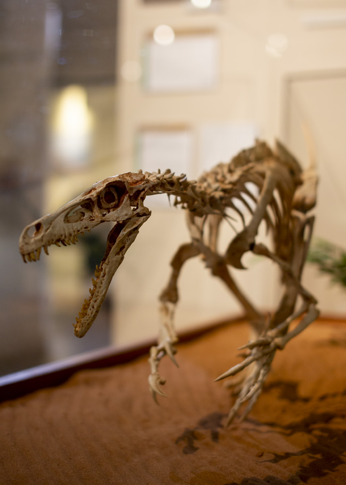 velociraptors are smaller than the movies tell us, come see how big a velociraptor really was. photo