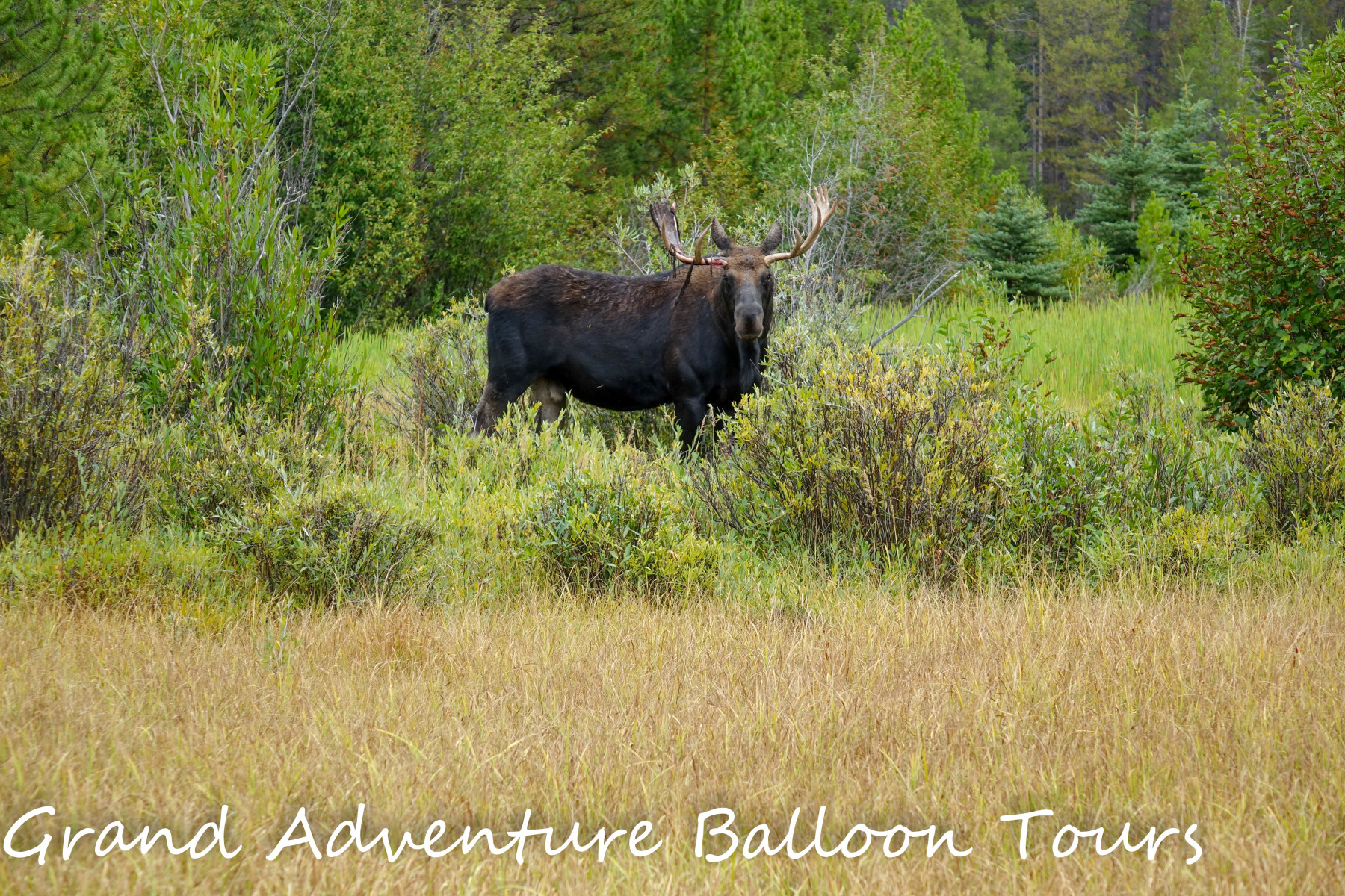 colorado wildlife photo 12