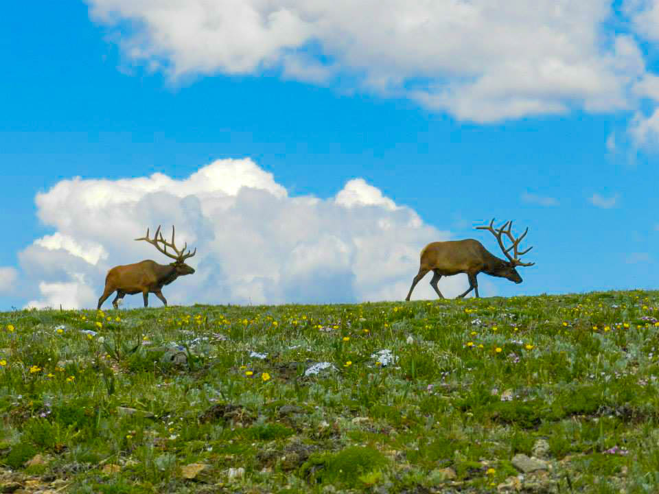 colorado wildlife viewing! closest mtn balloon ride to rocky mountain national park photo 14