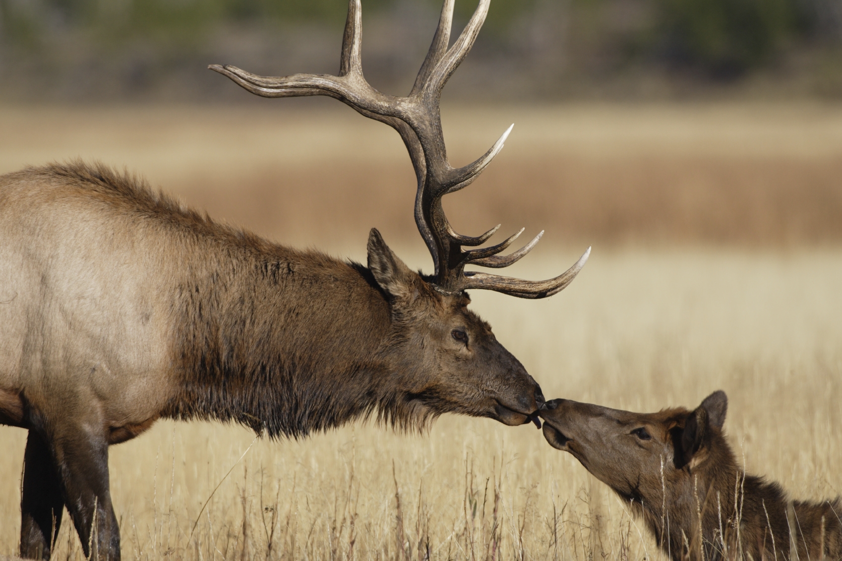 native deer and elk photo 5