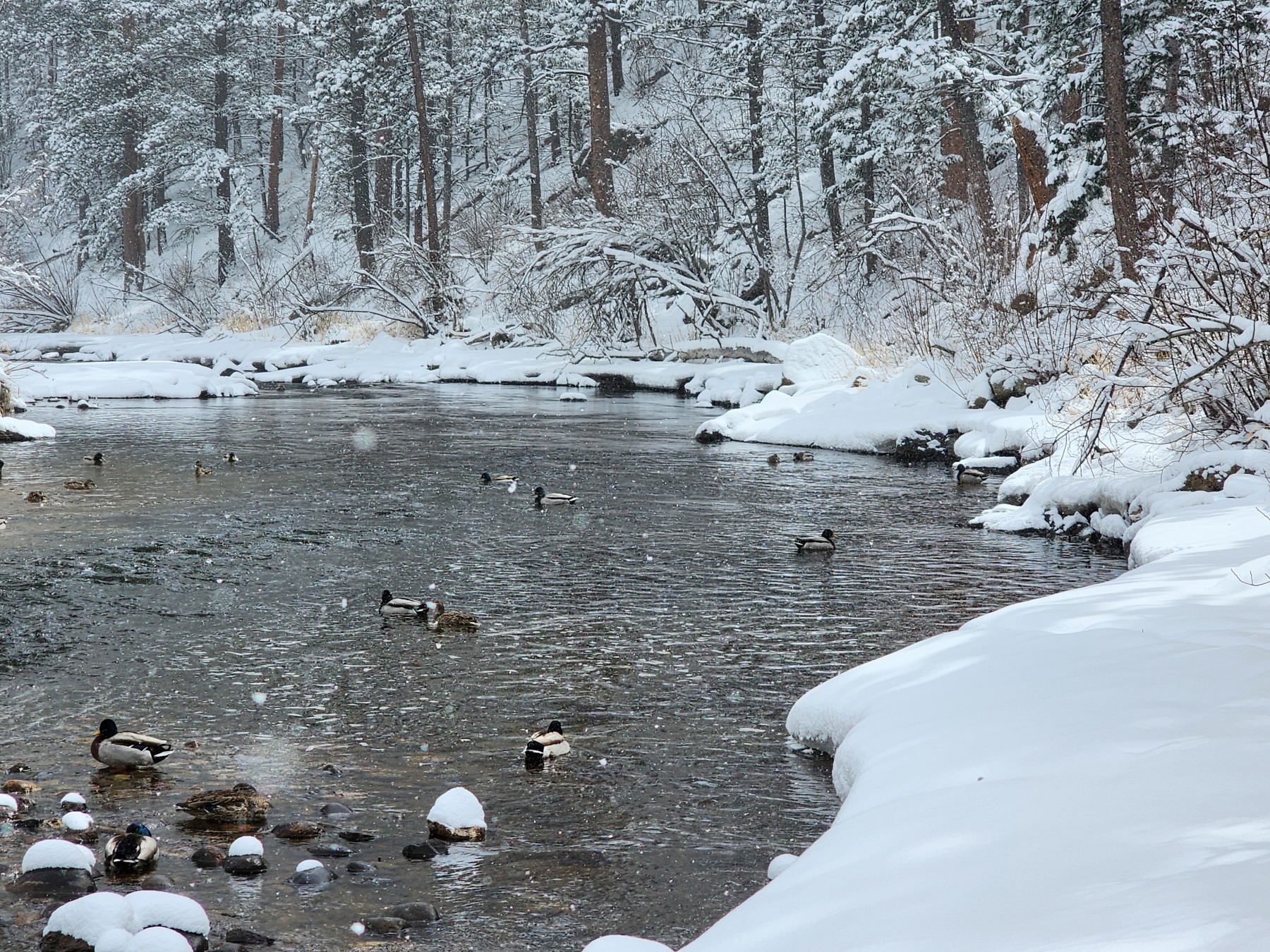 big thompson river photo 12