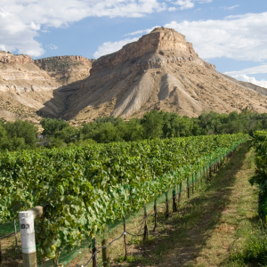 Grand Mesa Scenic Byway