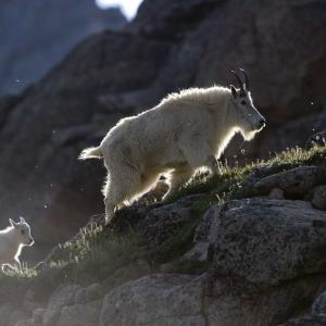 mountain goat and kid climbing on rocks