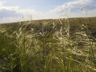 The Pawnee National Grassland on a typical summer day