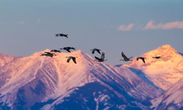monte vista crane festival photo