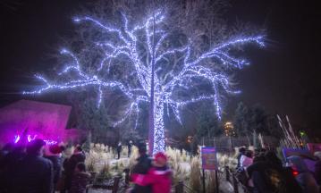 zoo lights photo