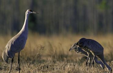 Monte Vista National Wildlife Refuge Photo