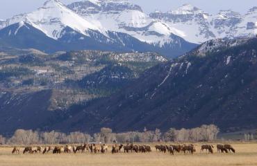 south ridgway elk by sue husch photo