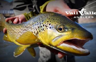 Colorado Rocky Mountain brown trout Photo
