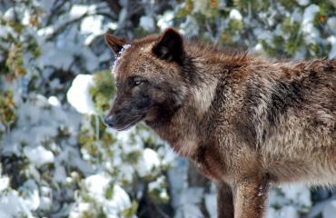 Mission: Wolf in Westcliffe Photo