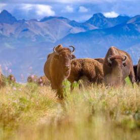 Leaves No Trace Bison in the Sangre de Cristo mountains