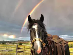photo by meeker mustang makover photo