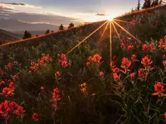 photograph mountains covered in wildflowers around crested butte photo