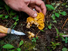 mushroom hunt photo