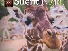silent night photo